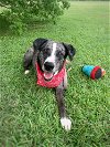 adoptable Dog in dickinson, TX named Smith