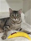 adoptable Cat in dickinson,, TX named Luna