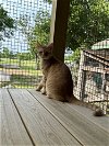 adoptable Cat in dickinson, TX named Queso