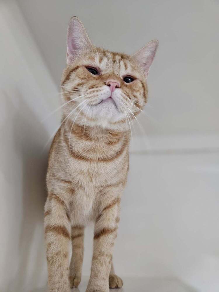 adoptable Cat in Dickinson, TX named Queso