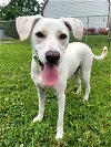 adoptable Dog in  named Finch