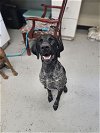 adoptable Dog in dickinson, TX named Maisey