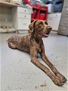 adoptable Dog in dickinson, TX named Mabel