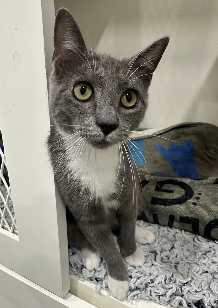 adoptable Cat in Dickinson, TX named Stormie