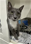 adoptable Cat in dickinson,, TX named Stormie