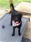 adoptable Dog in , TX named Harriet
