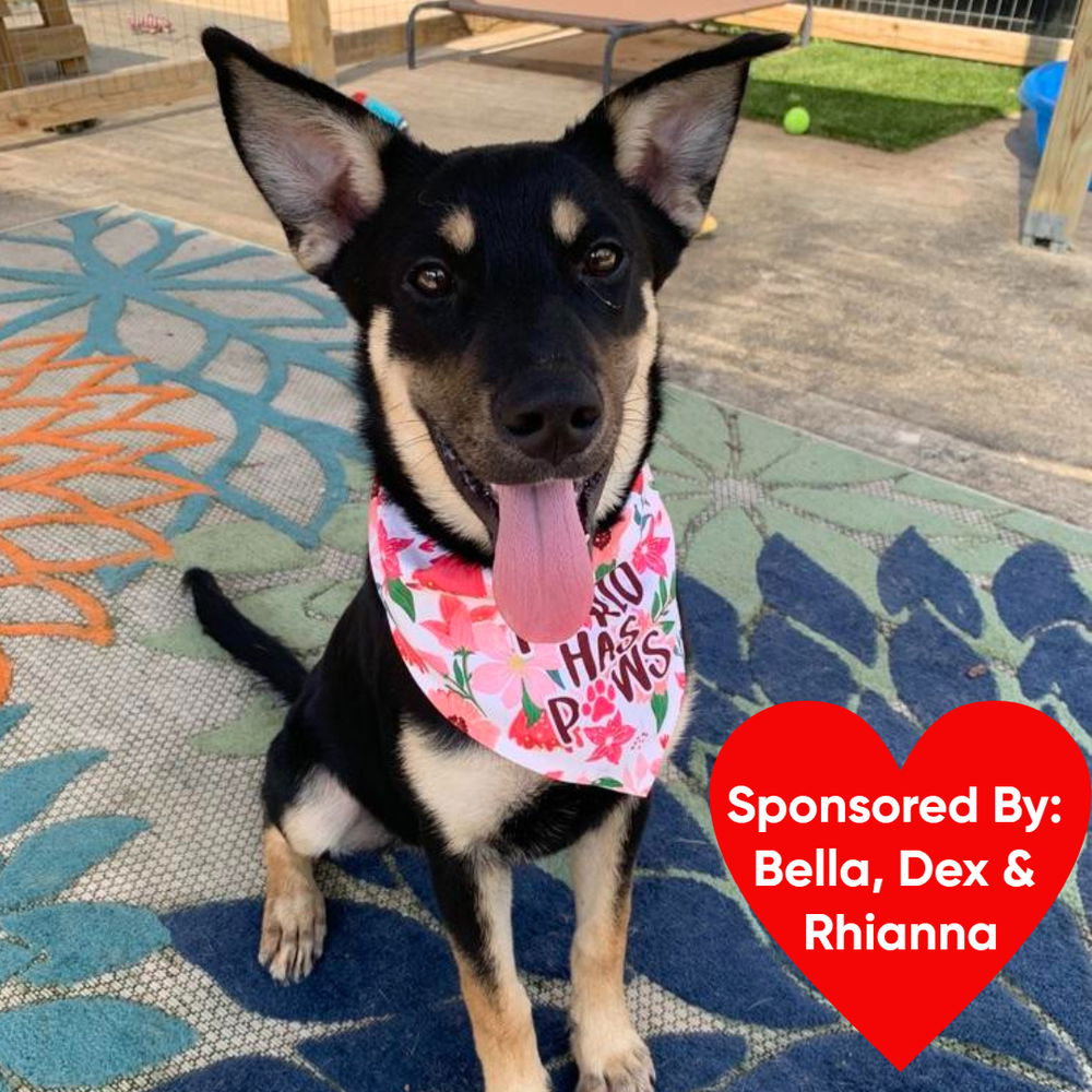 adoptable Dog in Dickinson, TX named Peaches
