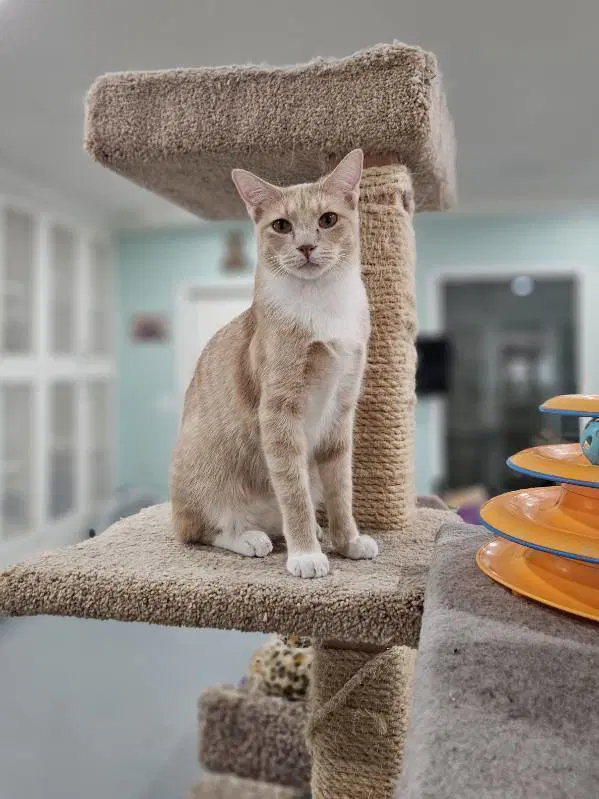 Tesla - Domestic Short Hair