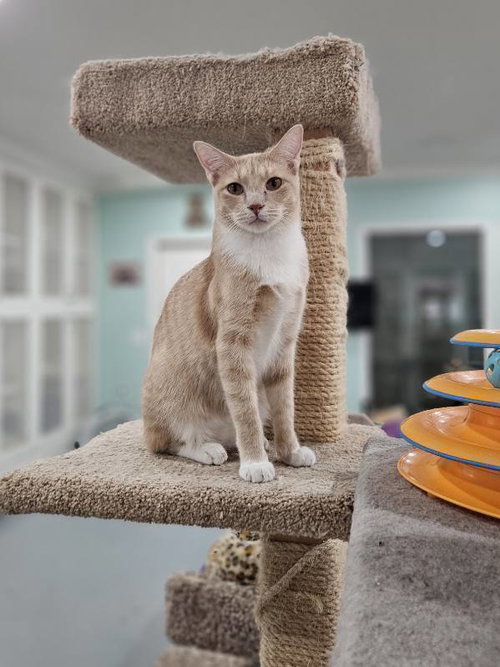 TESLA - Domestic Short Hair available for adoption