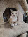 Tesla - Photo 3
