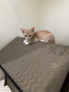 Tesla - Photo 4