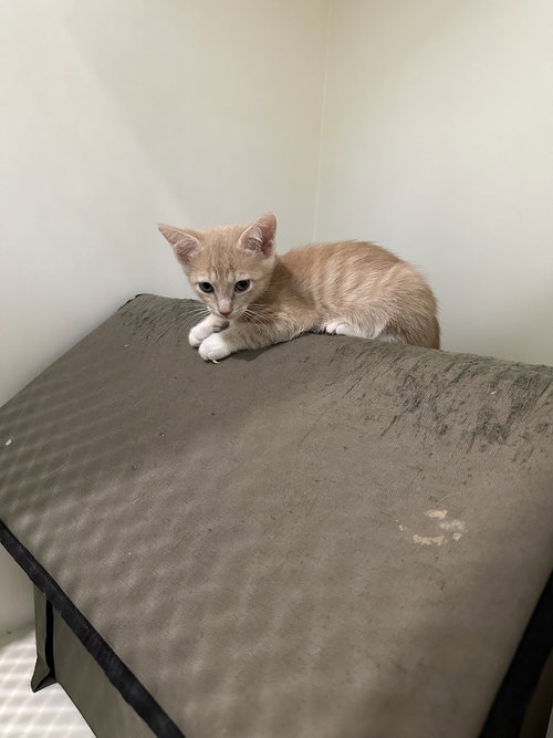 Photo 4 of Tesla