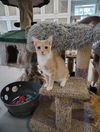 adoptable Cat in dickinson, TX named Tesla