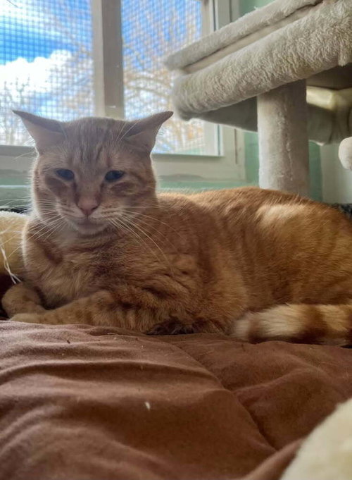 ROVER - Domestic Short Hair available for adoption