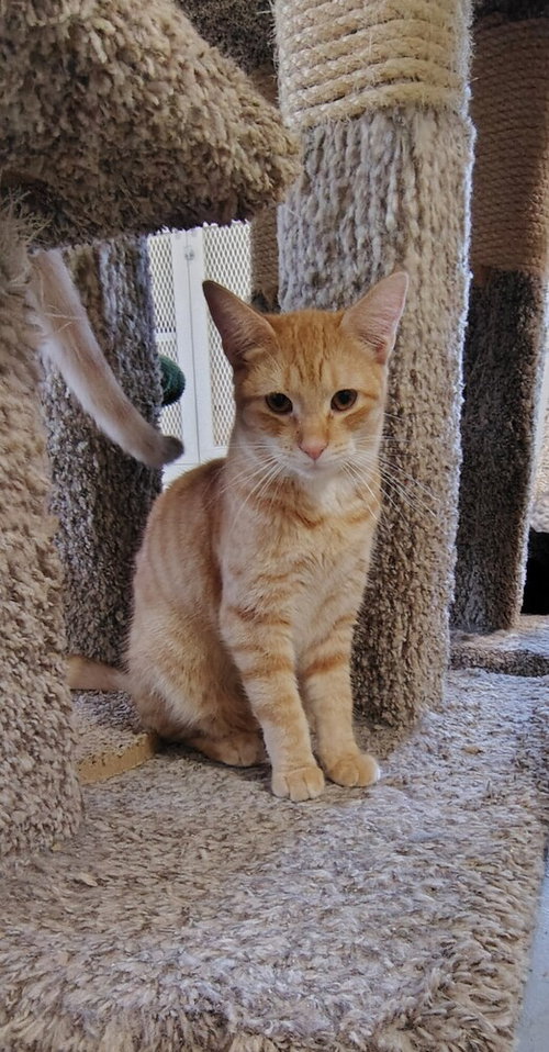 Photo 3 of Rover