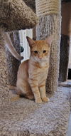 adoptable Cat in dickinson, TX named Rover