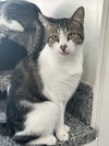 adoptable Cat in dickinson, TX named Jerico
