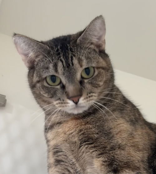 picture of the cat needing adoption
