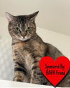 adoptable Cat in dickinson, TX named Mercedes