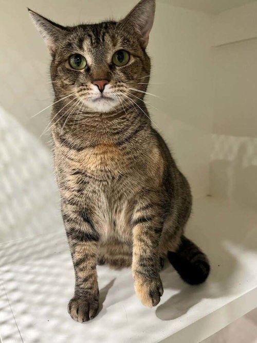 picture of the cat needing adoption