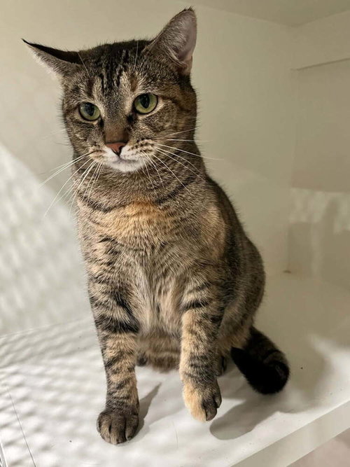 MERCEDES - Domestic Short Hair available for adoption