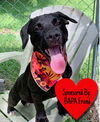 adoptable Dog in  named Popeye
