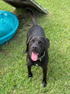 Popeye - Photo 2