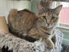 adoptable Cat in dickinson, TX named Genesis