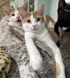 adoptable Cat in dickinson, TX named Sunkist