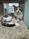 adoptable Cat in dickinson, TX named Jelly Bean