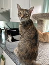 adoptable Cat in dickinson, TX named Lexus