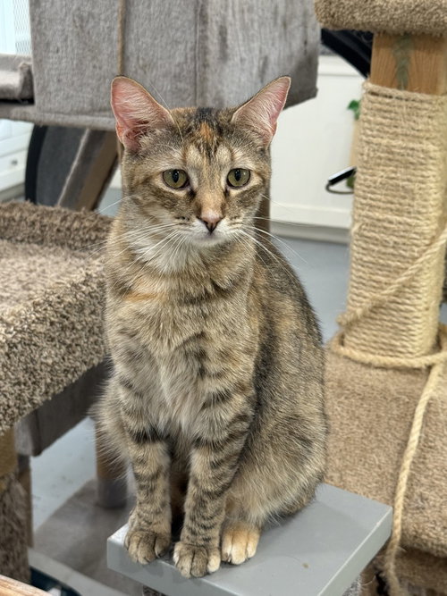 picture of the cat needing adoption