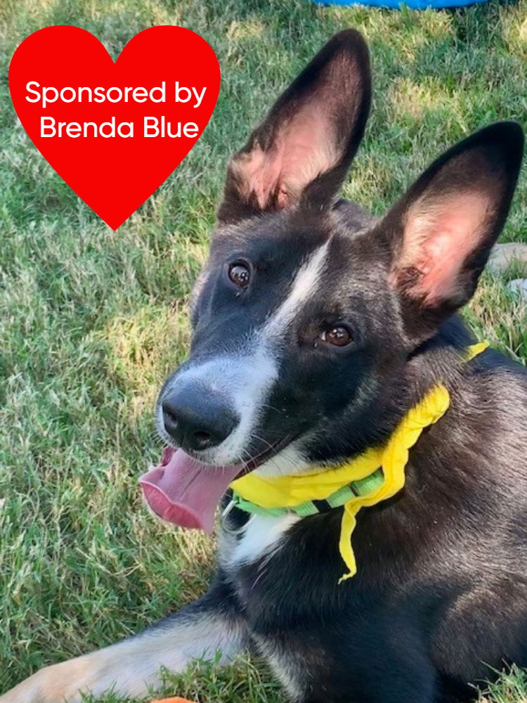 adoptable Dog in Dickinson, TX named Champ