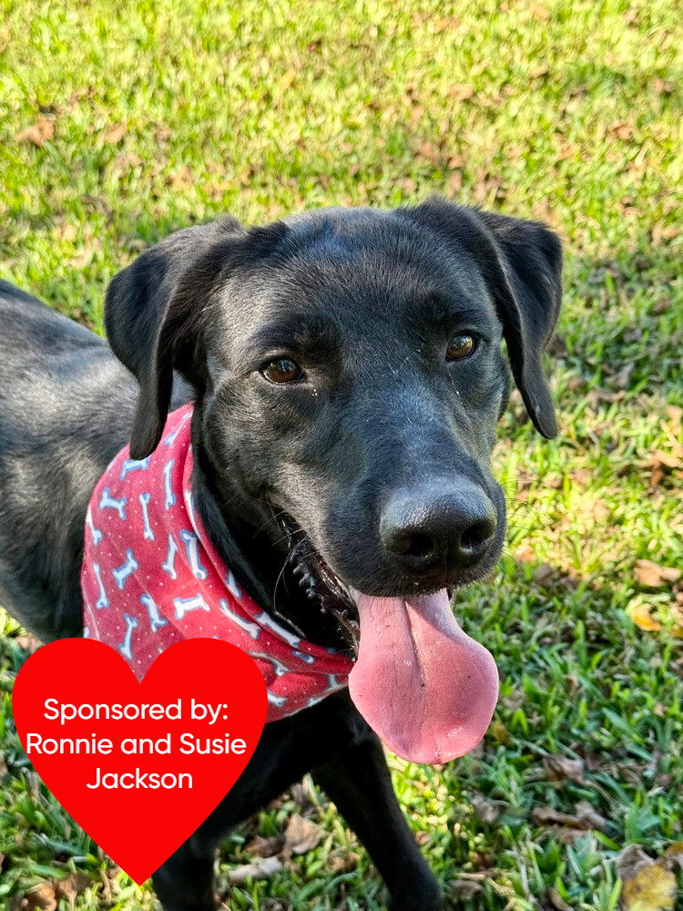 adoptable Dog in Dickinson, TX named Bruno Mars