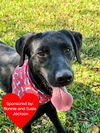 adoptable Dog in  named Bruno Mars