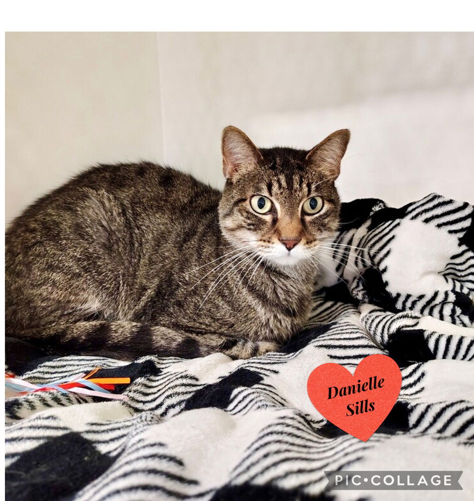 adoptable Cat in Dickinson, TX named Sparta
