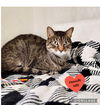 adoptable Cat in dickinson, TX named Sparta