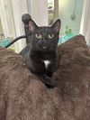 adoptable Cat in  named Charcoal