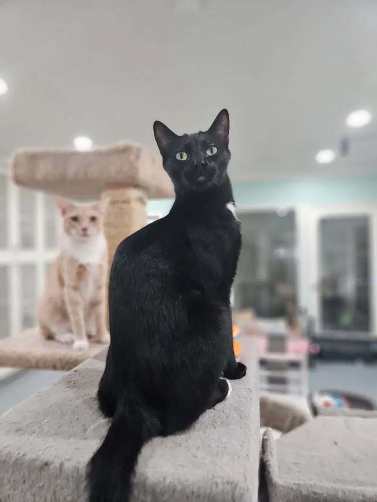 Charcoal - Domestic Medium Hair