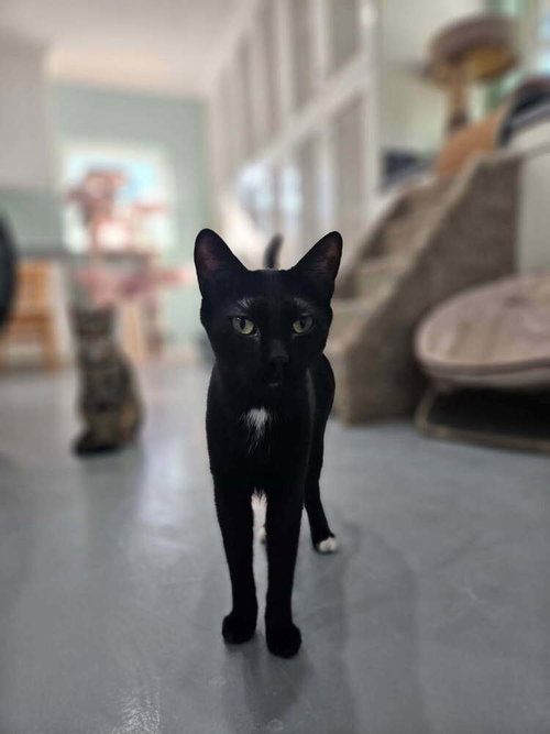 CHARCOAL - Domestic Medium Hair available for adoption