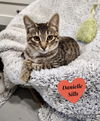 adoptable Cat in dickinson, TX named Scrubs