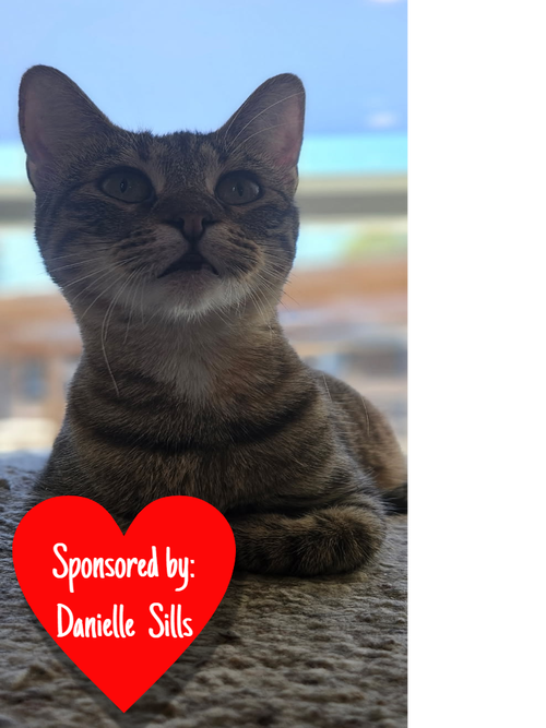 picture of the cat needing adoption