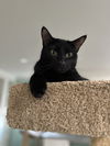adoptable Cat in dickinson, TX named Flingaroo