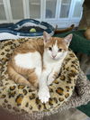 adoptable Cat in dickinson, TX named Fanta