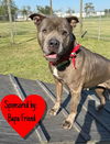 adoptable Dog in  named Maggie