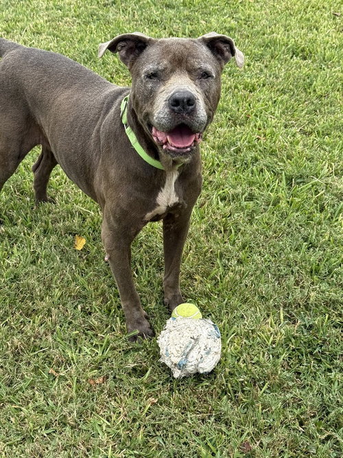 picture of the dog needing adoption