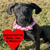 adoptable Dog in  named Serena