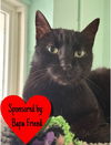 adoptable Cat in dickinson, TX named Jack
