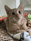 adoptable Cat in Dickinson, TX named Chip