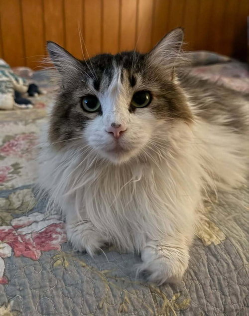 KATHERINE - Domestic Long Hair available for adoption